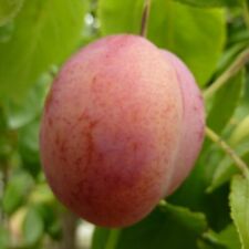 Königin Viktoria aromatische Pflaume Pflaumenbaum Buschbaum Halbstamm Hochstamm