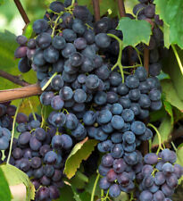 Weinrebe Merlot 100-125cm  - Vitis