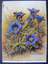 Postkarte Ansichtskarte Blumen Gemälde Kunst Virginie Waltenberger Enzian alt