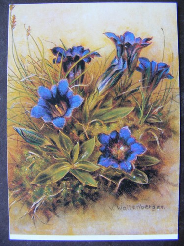 Postkarte ansichtskarte blumen - ansichtskarte,