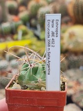 Echinopsis ferox - rare cactus
