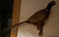 Tierpräparat ausgestopfter Fasan, gebr.