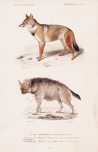Canis aureus schakal hyäne - canis,