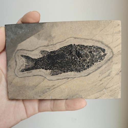 Fossiler bogenflossenfisch - fossiler,