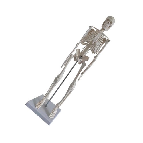 Medizinisches skelett - medizinisches,