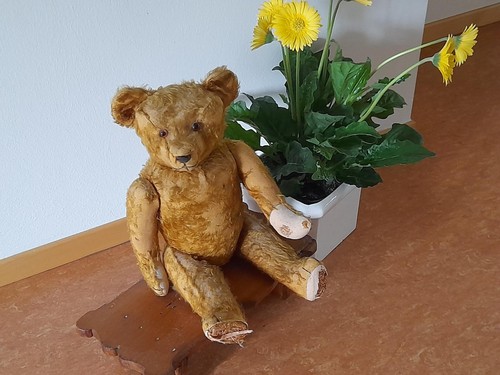 Teddy von steiff - cm,, mit
