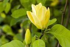 Magnolia 'Maxine Merrill'
