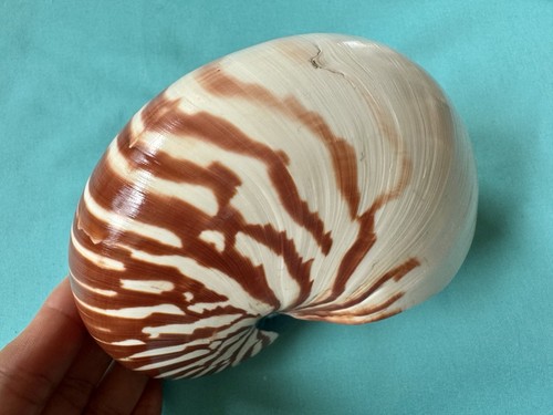 Schöne meeresmuschel nautilus - schöne,
