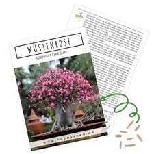 Bonsai Samen mit hoher Keimrate - Wüstenrose, Adenium obesum