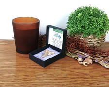 100% echter großer Otodus