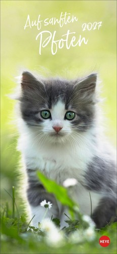Katzen slim auf - katzen,
