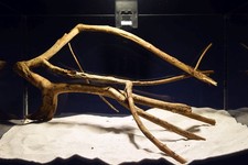 Aquarium Wurzel / Talawa / Teawood / Pionierholz / Aquarium Deko NEU ! TE800