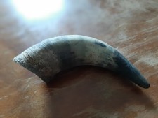 Dachbodenfund Tier Horn, Rind oder anderes Huftier