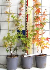 Acer palmatum +Bi Hoo+,  Japanahorn mit gelb-orangem Winterholz, sehr auffallend