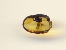 Dinosaurierfeder in Bernstein