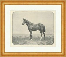 Habenichts Favorit für das