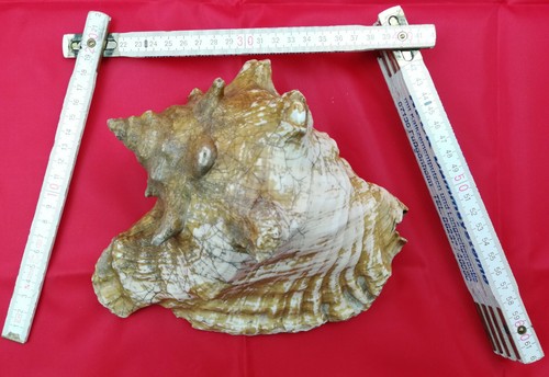 Tricornis goliath strombus - tricornis,
