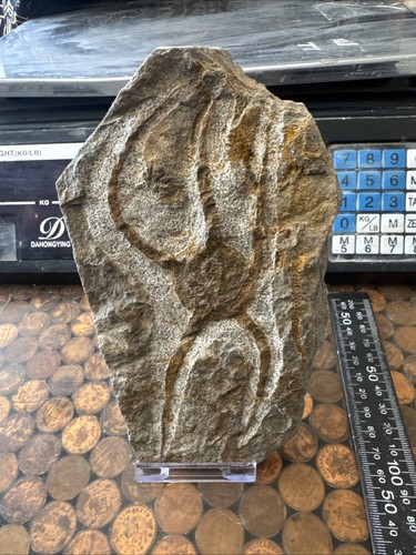 Fossil seestern sprödestern - seestern,