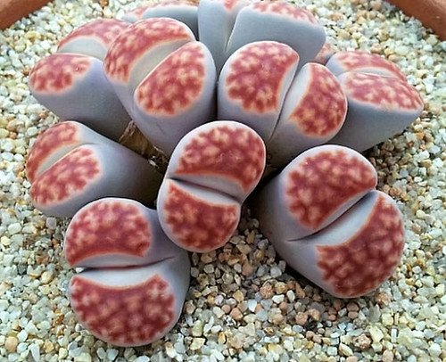 Sale871 lithops helmutii - sale871,