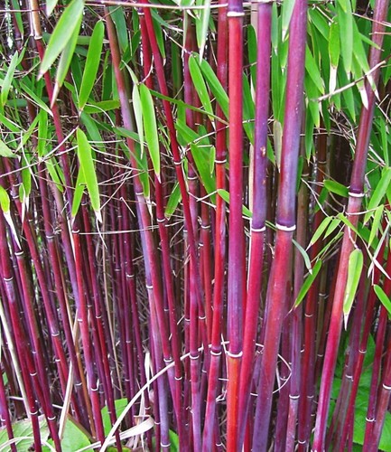 Baldur garten roter bambus - baldur,