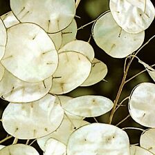 Saatgut 40-400 Samen Silberling Lunaria annua 70-90cm Trockenblume Lila