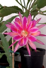 Epiphyllum Blattkaktus "Coronet Cronat"   Steckling unbewurzelt ca. 18cm
