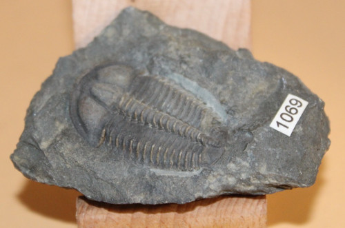 Conocoryphe sulzeri - conocoryphe,