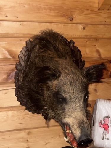 Präparierter wildschwein kopf - wildschwein,