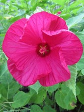 Hibiscus extreme 'Magenta'