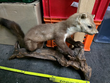 Steinmarder Tierpräparat