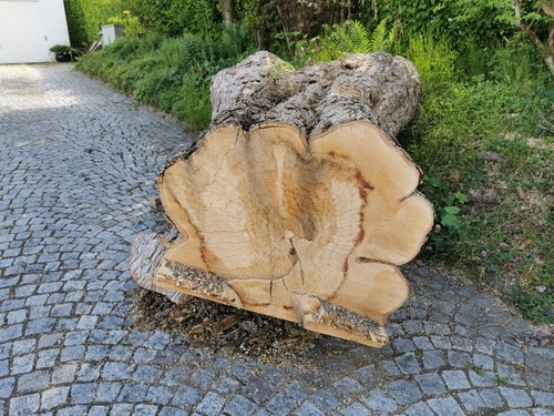 Ahornstamm schreinerware - ahornstamm,
