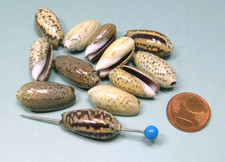 Muscheln 12 echte-Schnecken