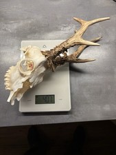 Großes Rehgeweih Trophäe