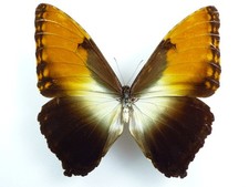 Morpho hecuba ssp. obidonus