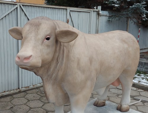 Bulle lebensgroß xxl - lebensgroß,