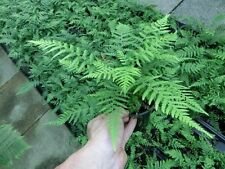 Dicksonia antarctica - antarktischer Baumfarn  -12°C   Pflanze 20-40cm