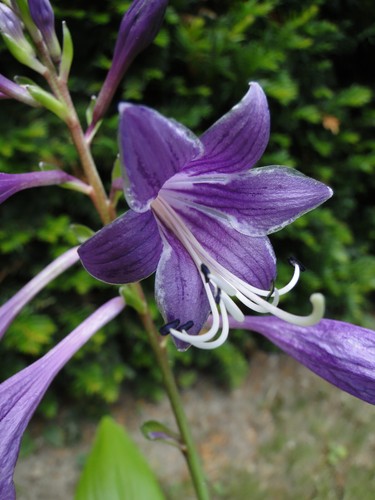 Felsen funkie hosta - felsen-funkie,