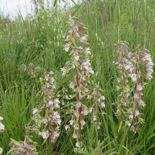 Epipactis palustris 100+