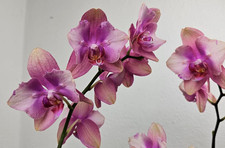 Orchidee Phalaenopsis Baby