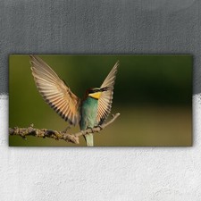 Bienenfresser vogel zweig - bienenfresser,