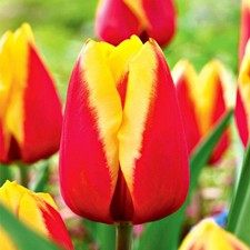 Tulpen Blumenzwiebeln Zwiebeln Blumen Rot-Gelbe Tulpe 10 St.