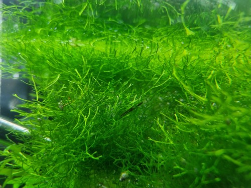 Aquariumpflanze 50ml riccia - 50ml,