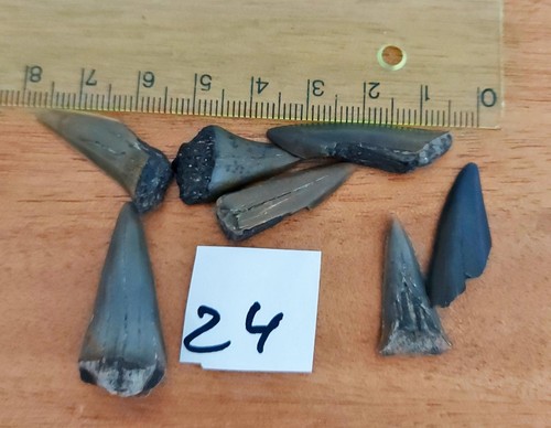 Haizahn haifischzahn haizähne - haizahn,