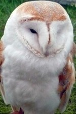Schleiereule tyto alba - schleiereule,