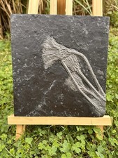 Kleine Seelilien-Kolonie Seirocrinus subangularis, Holzmaden, Posidonienschiefer