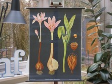 VINTAGE | SCHULWANDKARTE