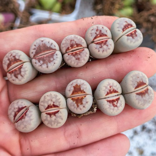 Lithops julii ssp - ❀1,