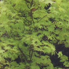 Ahorn palmatum summer - summer,