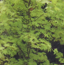 Ahorn palmatum Summer Gold - Japanischer Fächer-Ahorn Summer Gold - 60-80cm