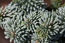 Abies procera 'Blaue Hexe'